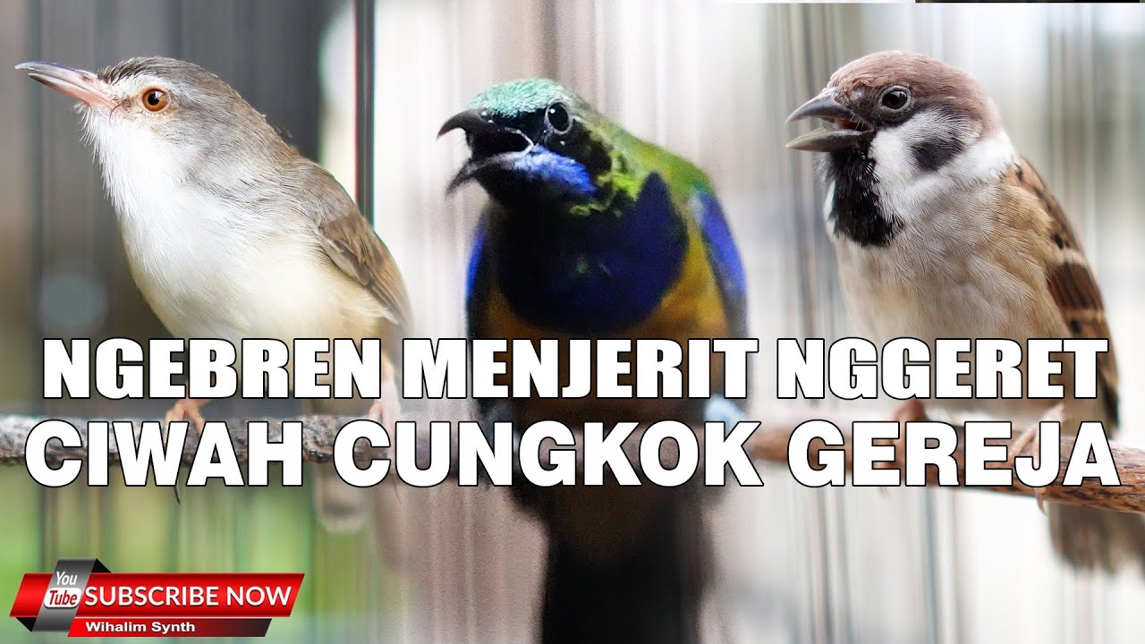 CUCAK CUNGKOK VS CIBLEK SAWAH CIWAH VS GEREJA GACOR JERNIH UNTUJK MASTERAN SEMUA JENIS BURUNG