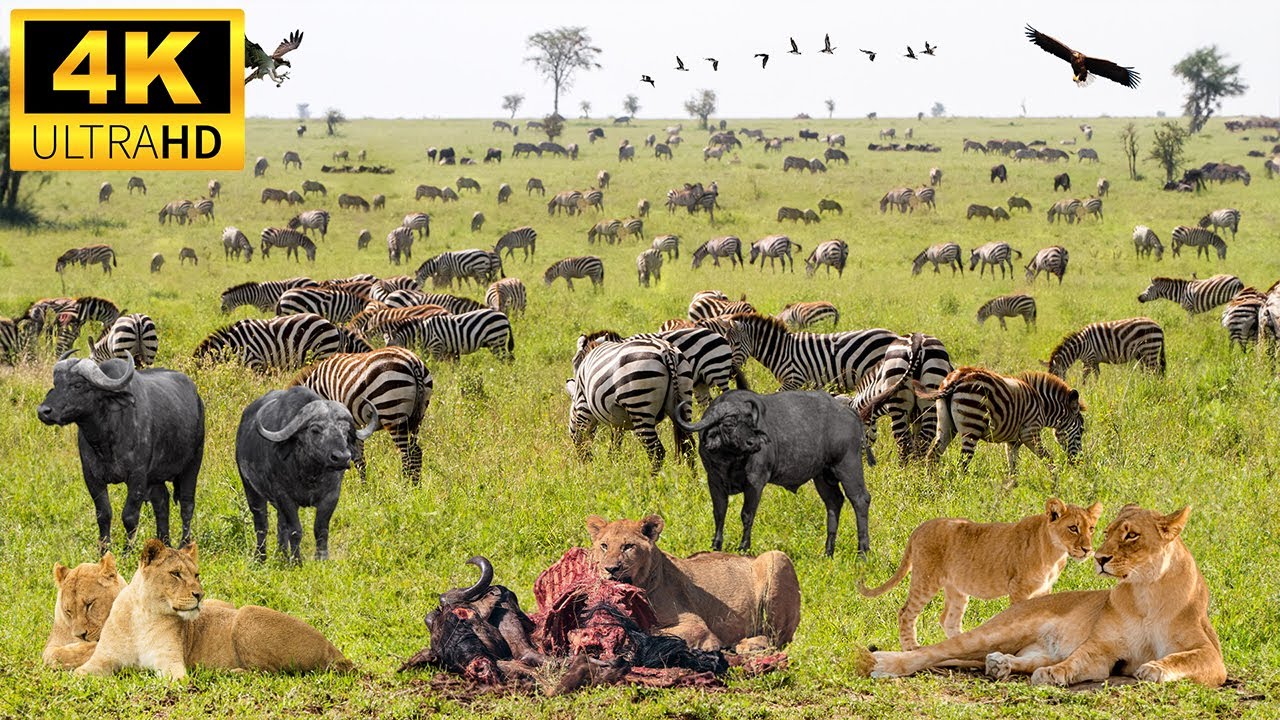 4K African Animals: Bale Mountains National Park - Scenic Wildlife Film With Real Sounds