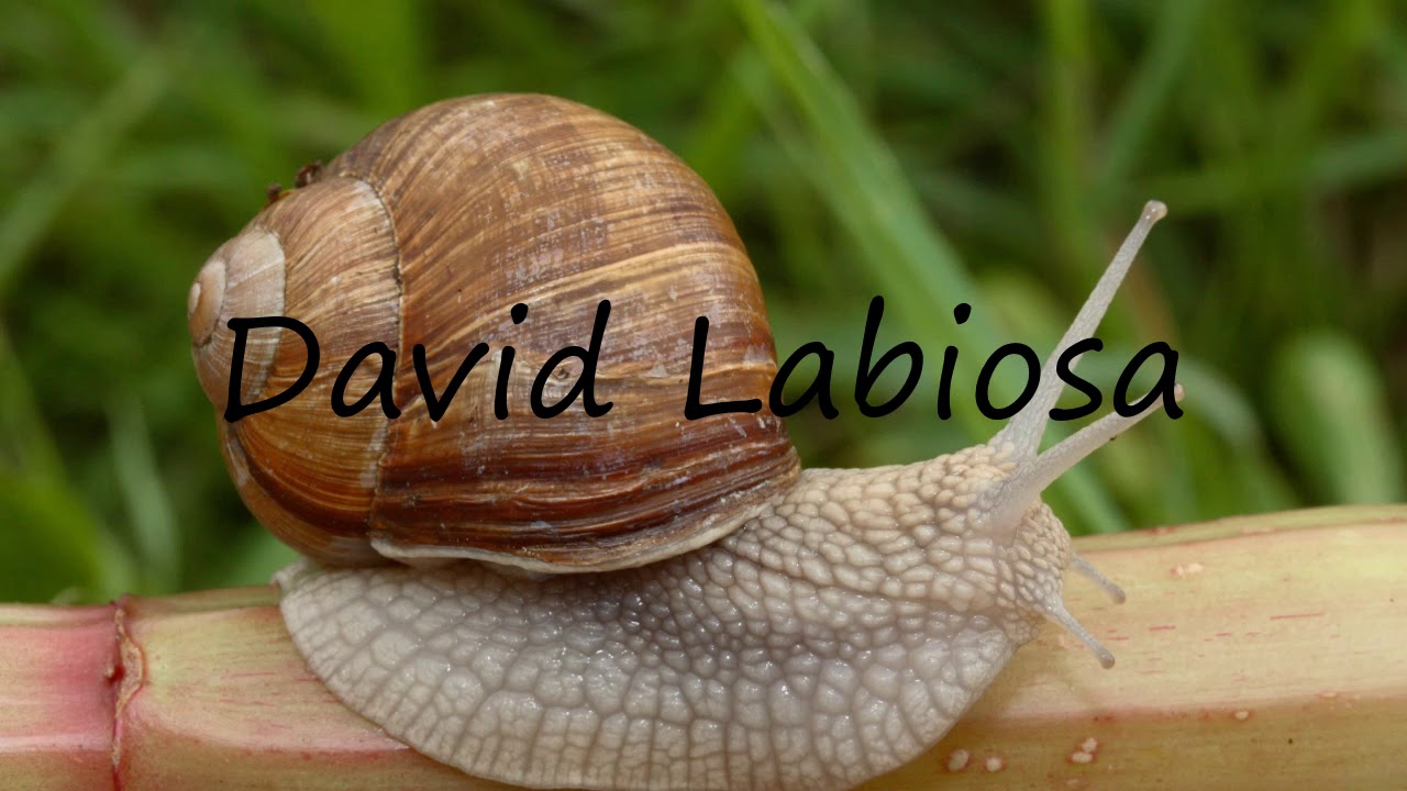 How to Pronounce David Labiosa?