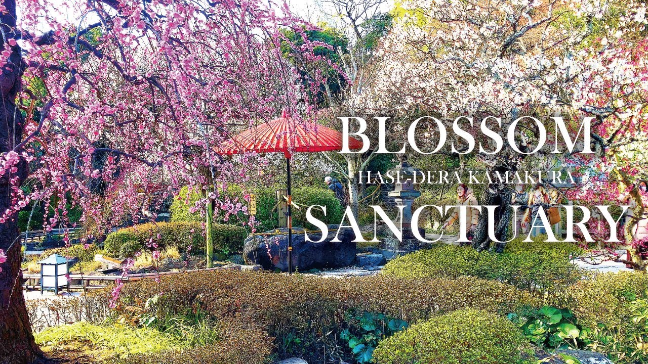 🌸Magnificent Plum Blossoms in a Japanese Garden | HASE-DERA”🌸✨