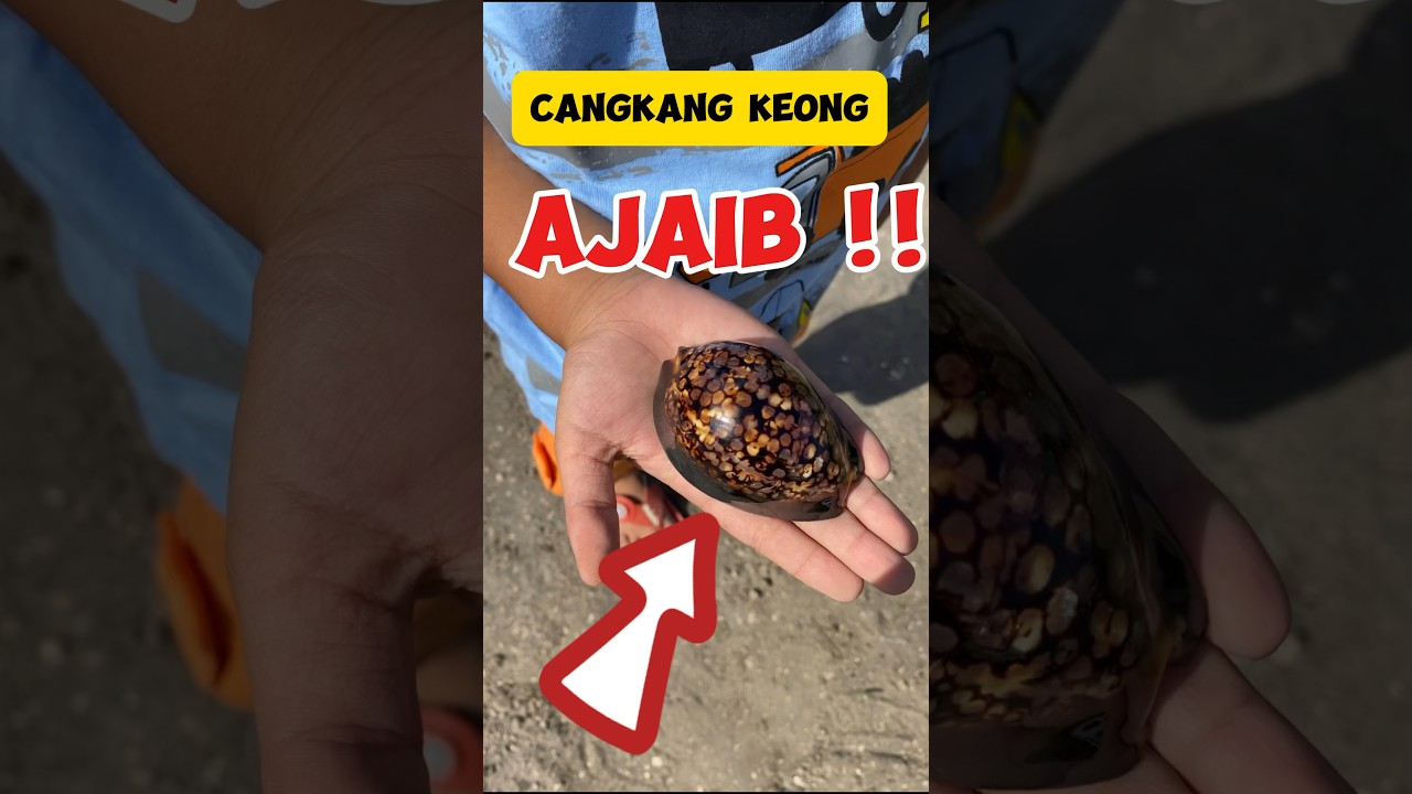 Magic Snail Shell 😱 #magicsnail