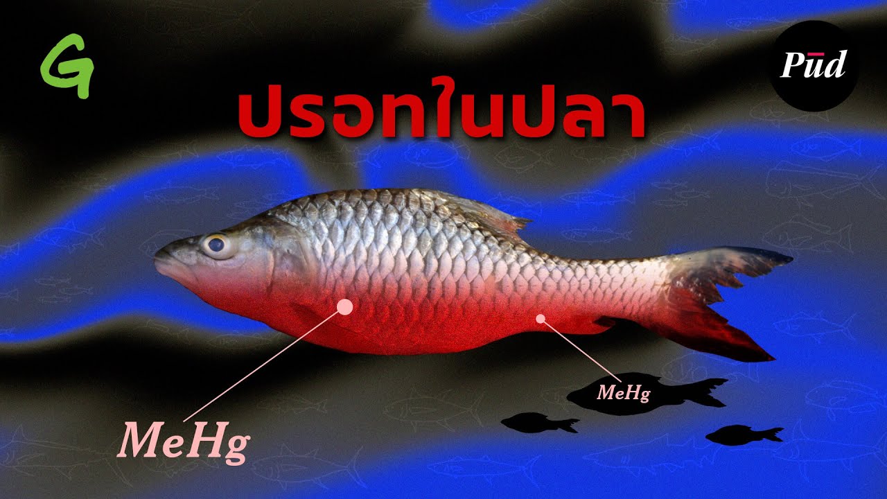เมื่อปรอทอาจปนเปื้อนในอาหารของคนไทย