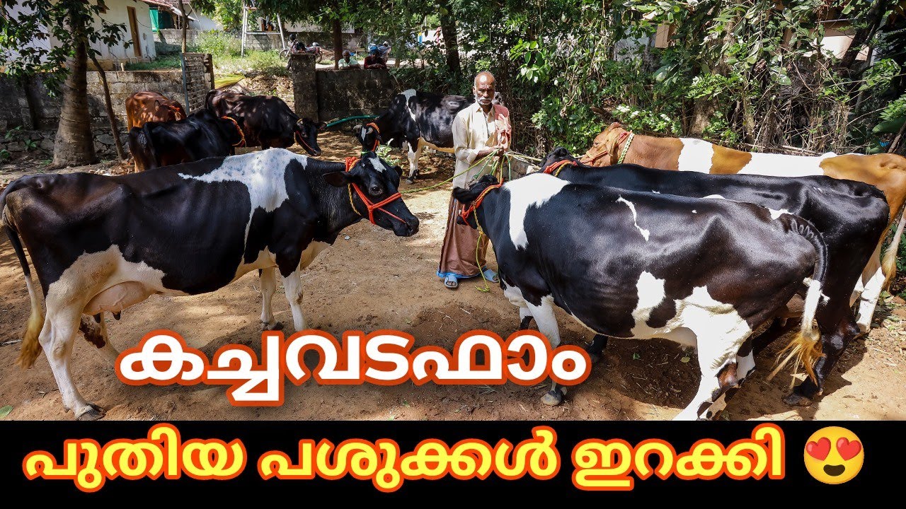 20യിൽ പാൽ കുറയാത്ത പശുക്കൾ വാങ്ങാം  sri vari dairyfarm #farmhouse