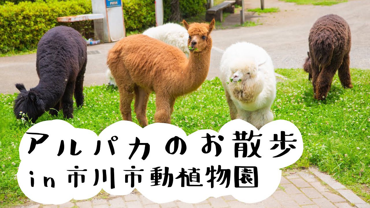 アルパカのお散歩についていきました