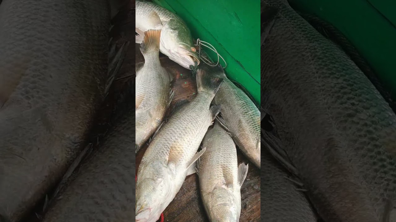 mancing bray jangan kerja terus #benihfishing #fishing #mancingmantap #mancingceria