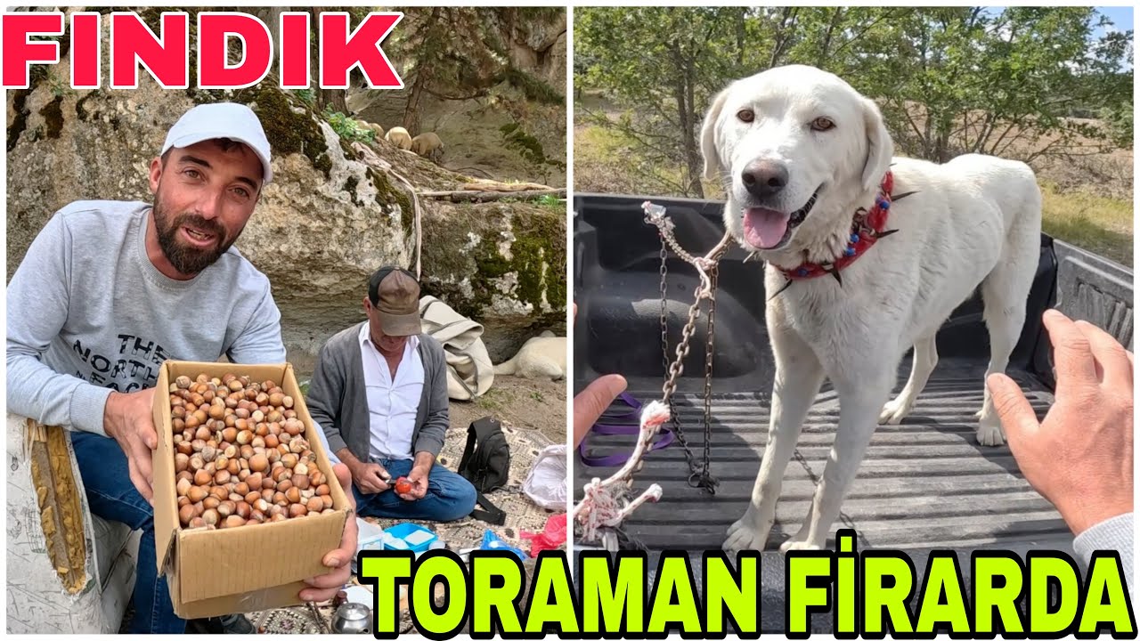 TORAMAN FİRARDA !! SON ANDA KURTARDIK~BİR KUTU FINDIK