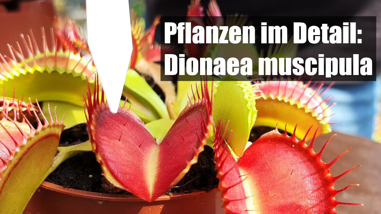 #58 Die Venus Fliegenfalle, so gelingt die Kultur ganz einfach bei jedem