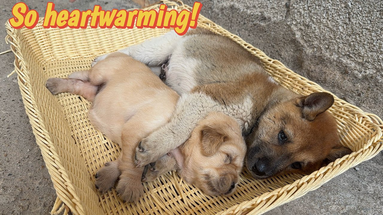 An abandoned golden retriever puppy cried and couldn't find its mother!The puppy came to comfort it!