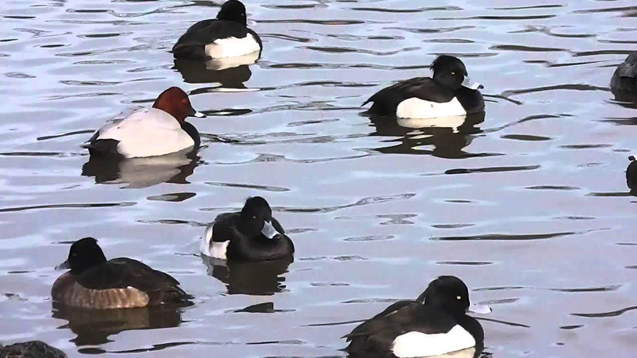 キンクロハジロ