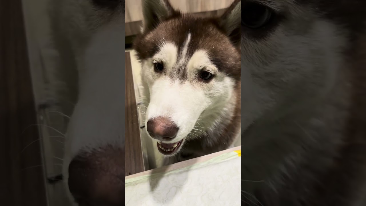 How to brush husky dog 🐕 