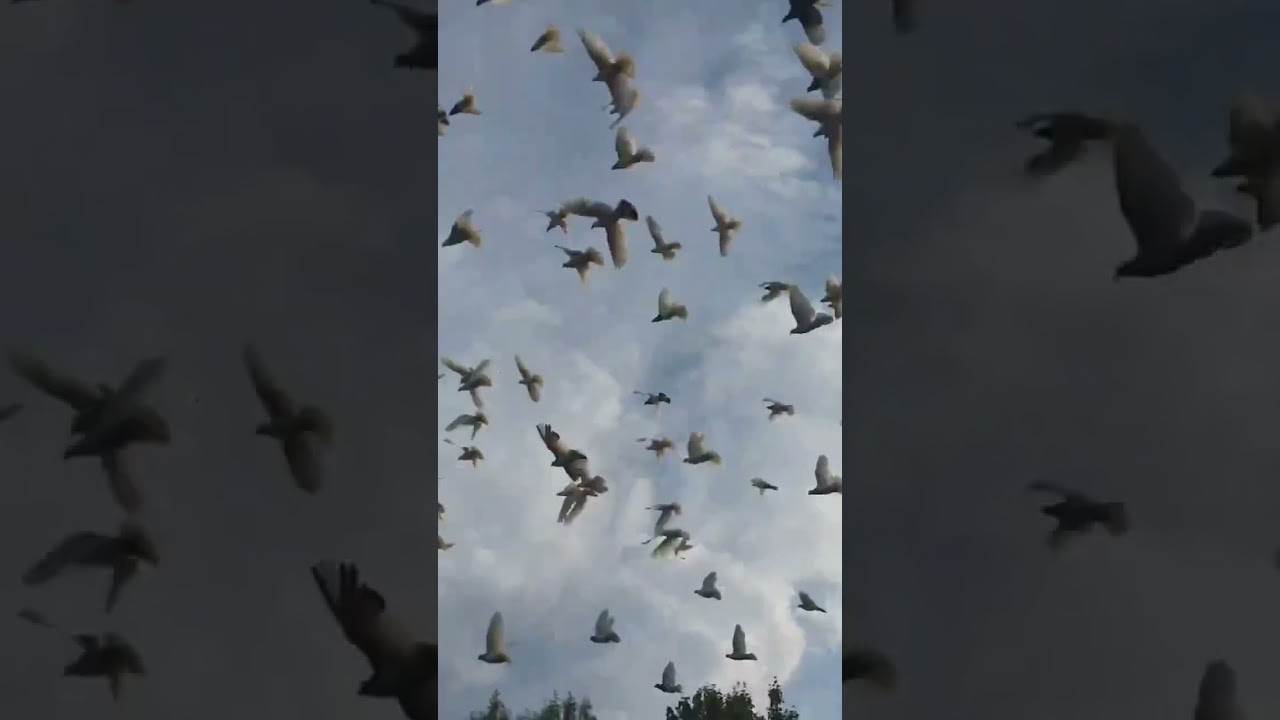 #pigeon #shortsvideo #golekabootar #kabutarbazlarki #kabootar #k #kubutar #amazing #america #hindi