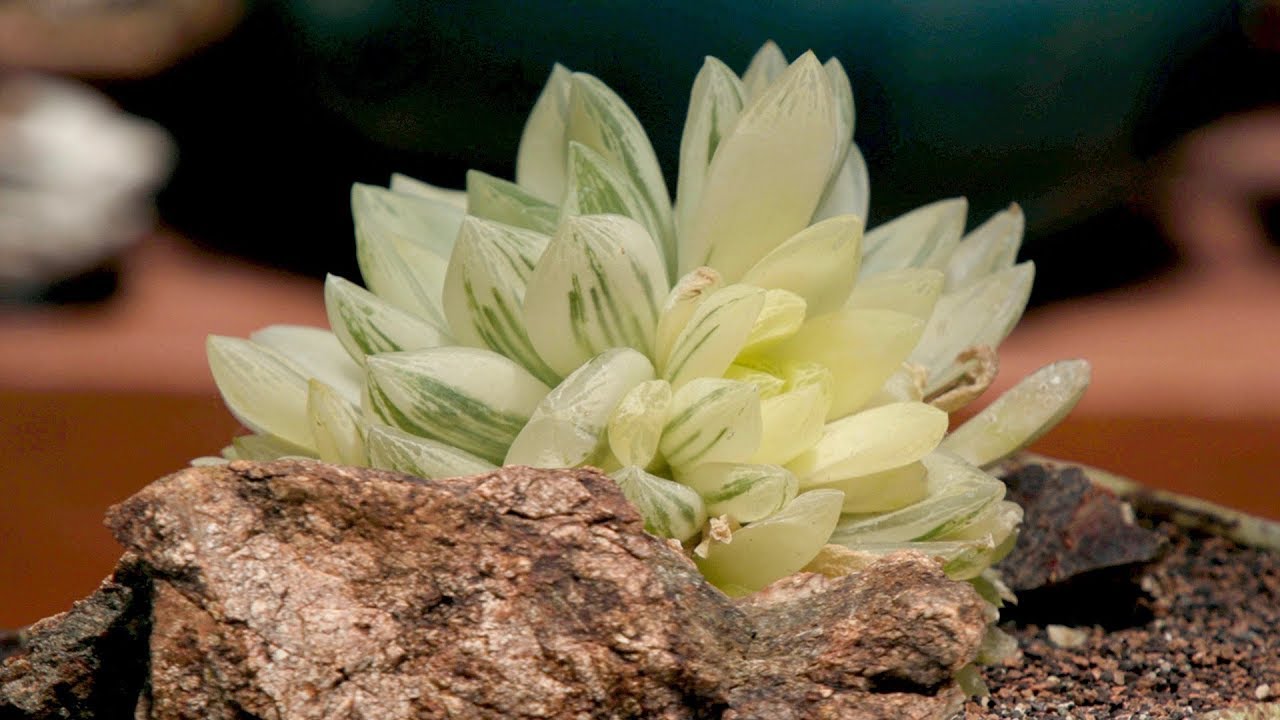 Haworthia cymbiformis variegated