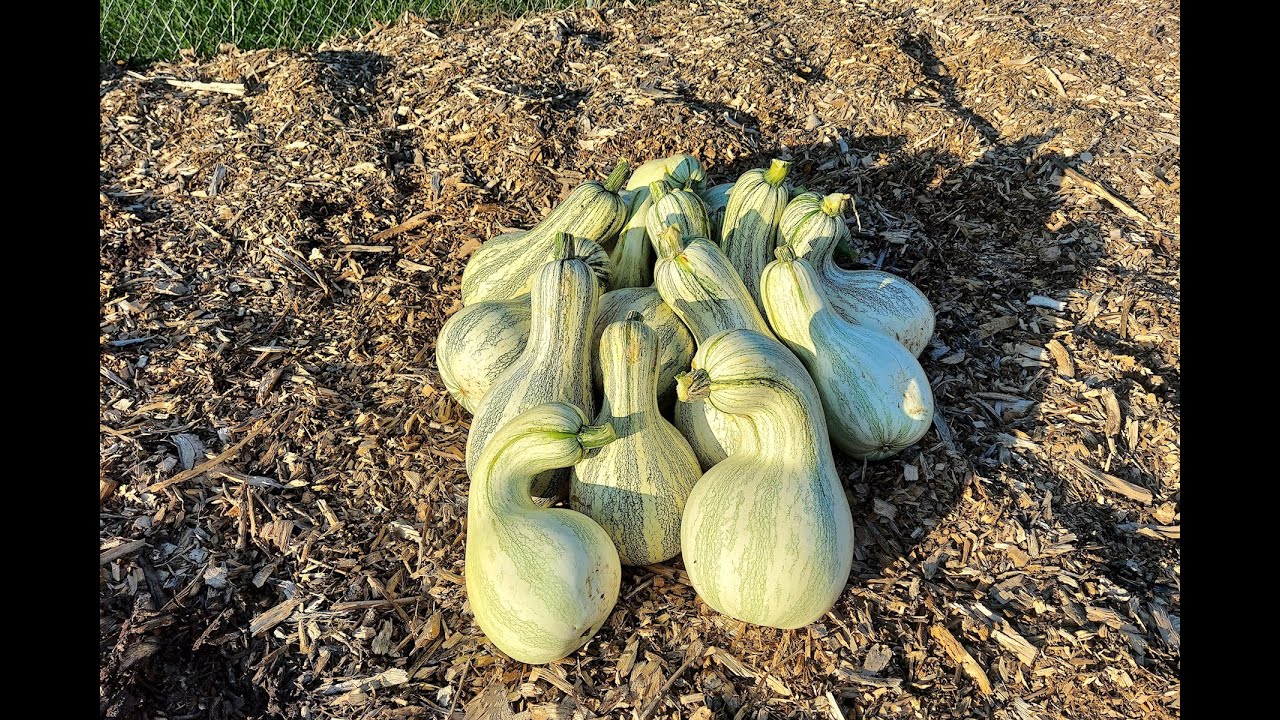 Cushaw Squash Harvest - Fall 2021
