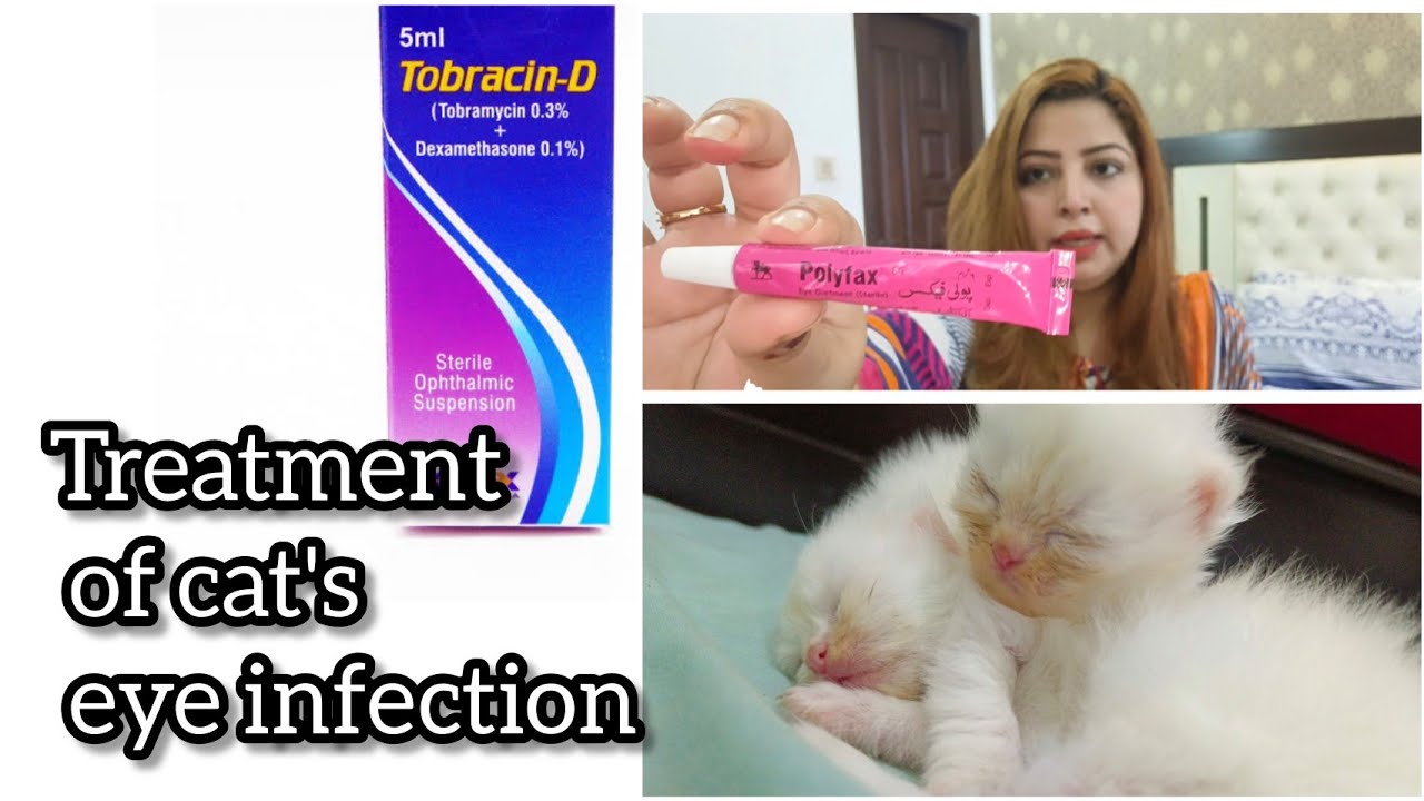 Treatment of Cat's watery eyes and eye infection | why cat's eyes become watery | the Cats planet