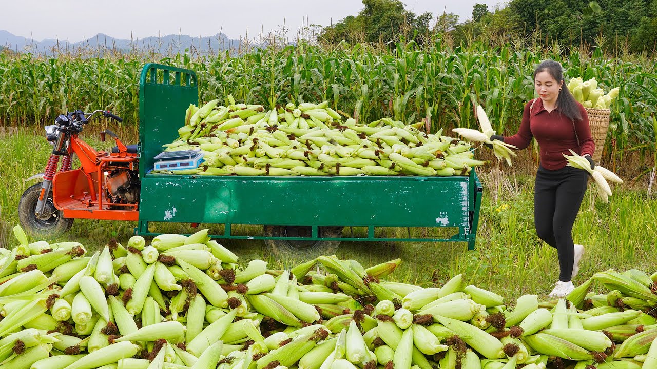 Buy Lots of Glutinous Corn From Farmers' Lush Green Cornfields -- Use Truck Transport Corn To Sell