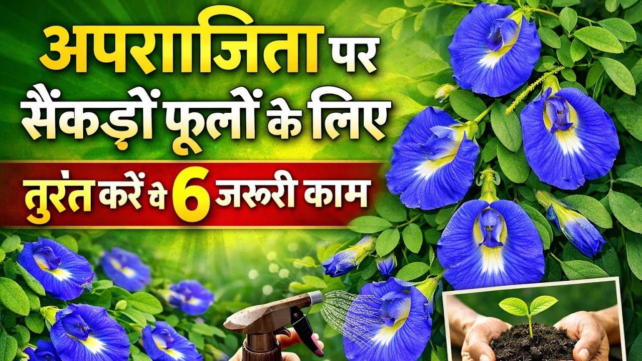 अपराजिता पर सैकड़ों फूलों के लिए तुरंत करें ये 6 काम. Aparajita flower plant care.Aparajita ki care.