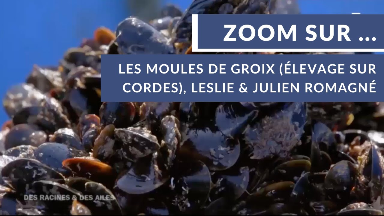 Zoom sur les moules de Groix (élevage sur cordes), Leslie & Julien Romagné 📺