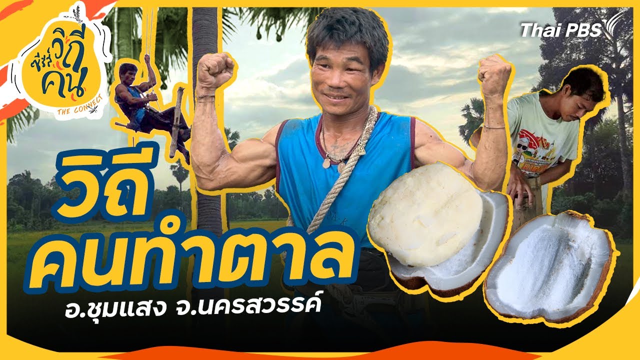 วิถีคนทำตาล อ.ชุมแสง จ.นครสวรรค์ | ซีรีส์วิถีคน