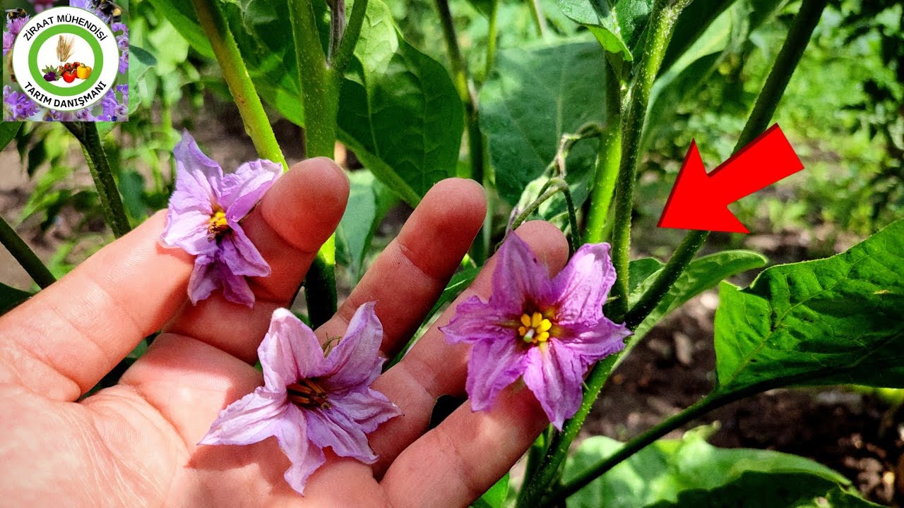 Patlıcanda Yüksek Verim Almanın 10 Sırrı 🌱 Patlıcan Çiçekleri Neden Kuruyup Dökülür Ve Çözüm Yolları