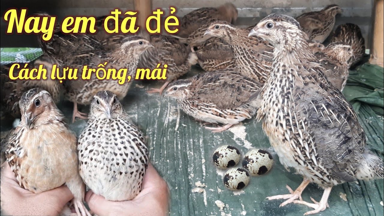 Chim Cút Nhà Ấp, Nay đã đẻ trứng, Cách lựa chim cút trống mái