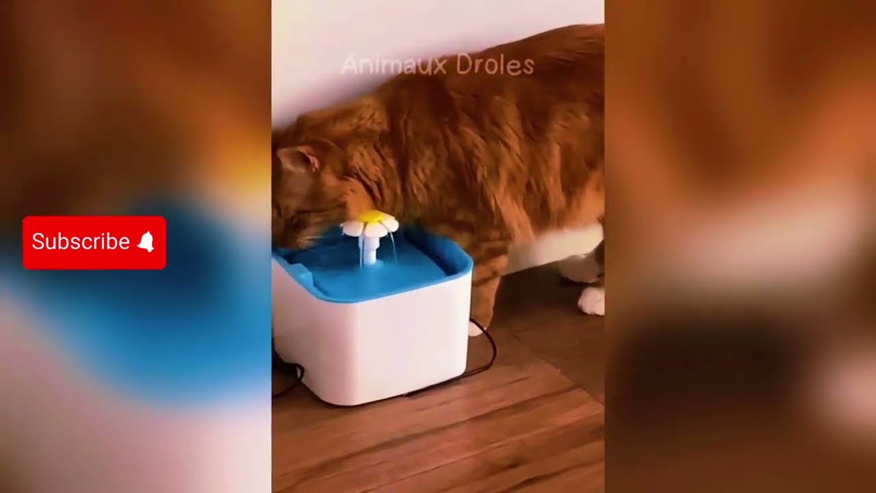 Cats on Autopilot 😹 Funniest Cat Moments 2025 😂