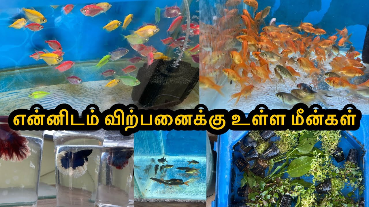 என்னிடம் விற்பனைக்கு உள்ள மீன்கள்|Erode|Guppy|All In Our Fishes|Sales |Aquarium#petslovechannel 
