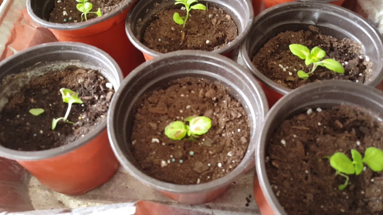 Next Step....Getting Your Coleus into Pots