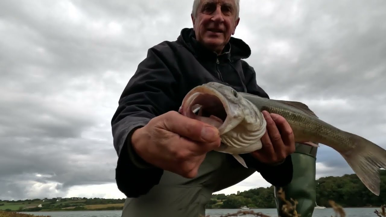 Pêche du bord d'un bar de 62 cm dans les algues au leurre en estuaire - Bretagne