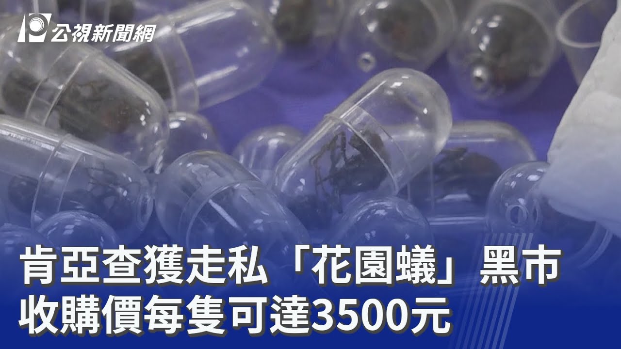 肯亞查獲走私「花園蟻」黑市收購價每隻可達3500元｜20260318 8點新世界