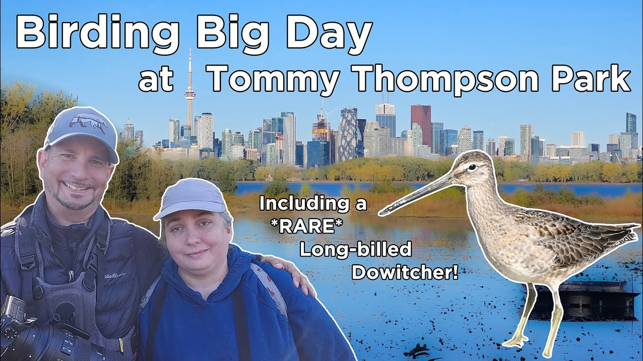 Birding Big Day at Tommy Thompson Park with RARE Long billed Dowitcher