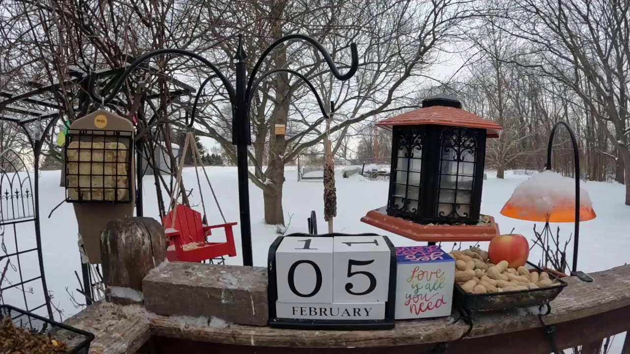 My Thursday Morning Dirty Frozen Feeder Bird & Squirrel Livestream Edition