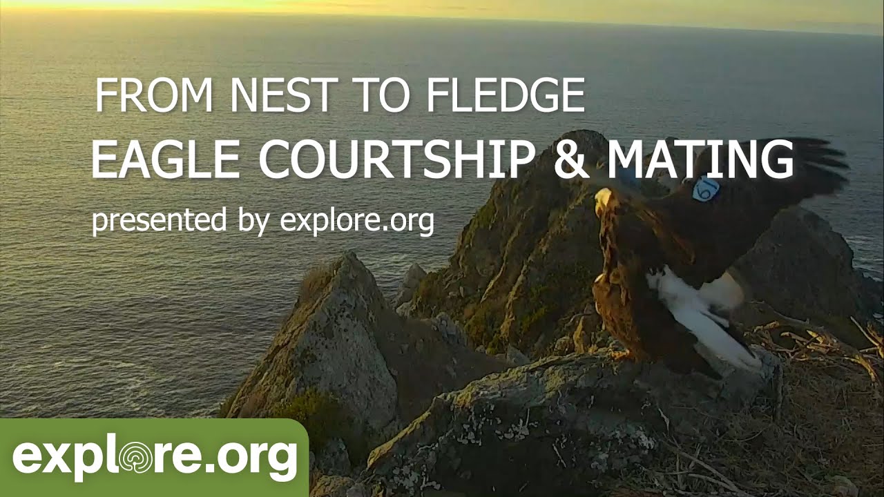 Eagle Mating | From Nest to Fledge