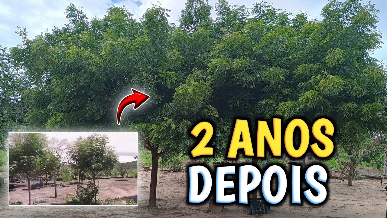 ✅NIM INDIANO depois de 2 ANOS