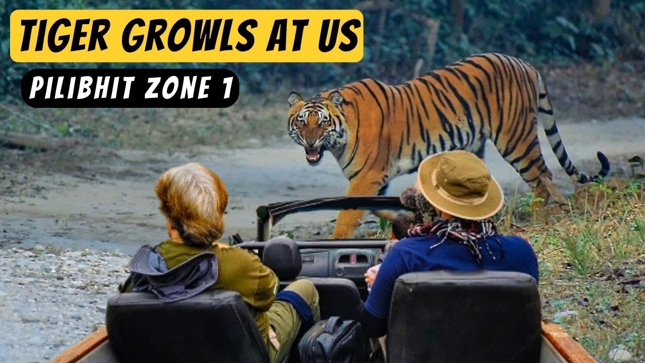 Aggressive Tiger Sighting in Pilibhit Tiger Reserve | Pilibhit Jungle Safari | Pilibhit Zone 1