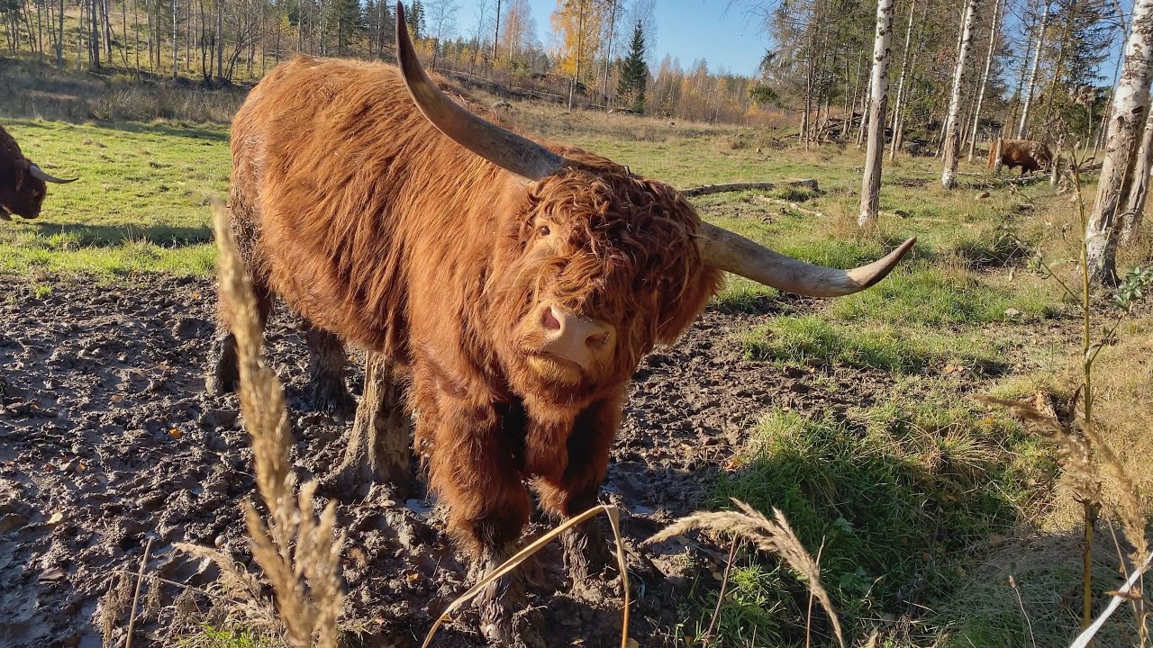 Highland Cattle Bulls Scratch