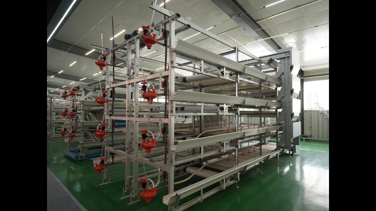 Manual Bird-Harvesting Broiler Chicken Cage Introduction#broilerfarm #broilerequipment
