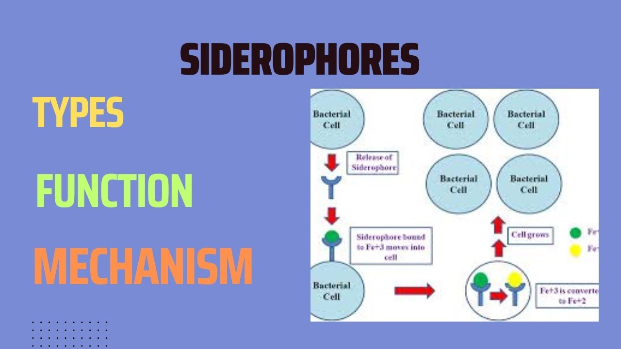 Siderophores| Siderochromes|