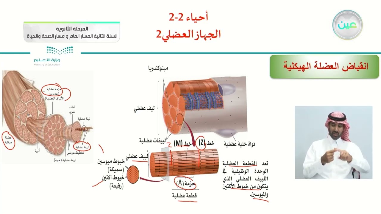 الجهاز العضلي 2 - الأحياء (2-2) - المسار العام والصحة والحياة - السنة الثانية