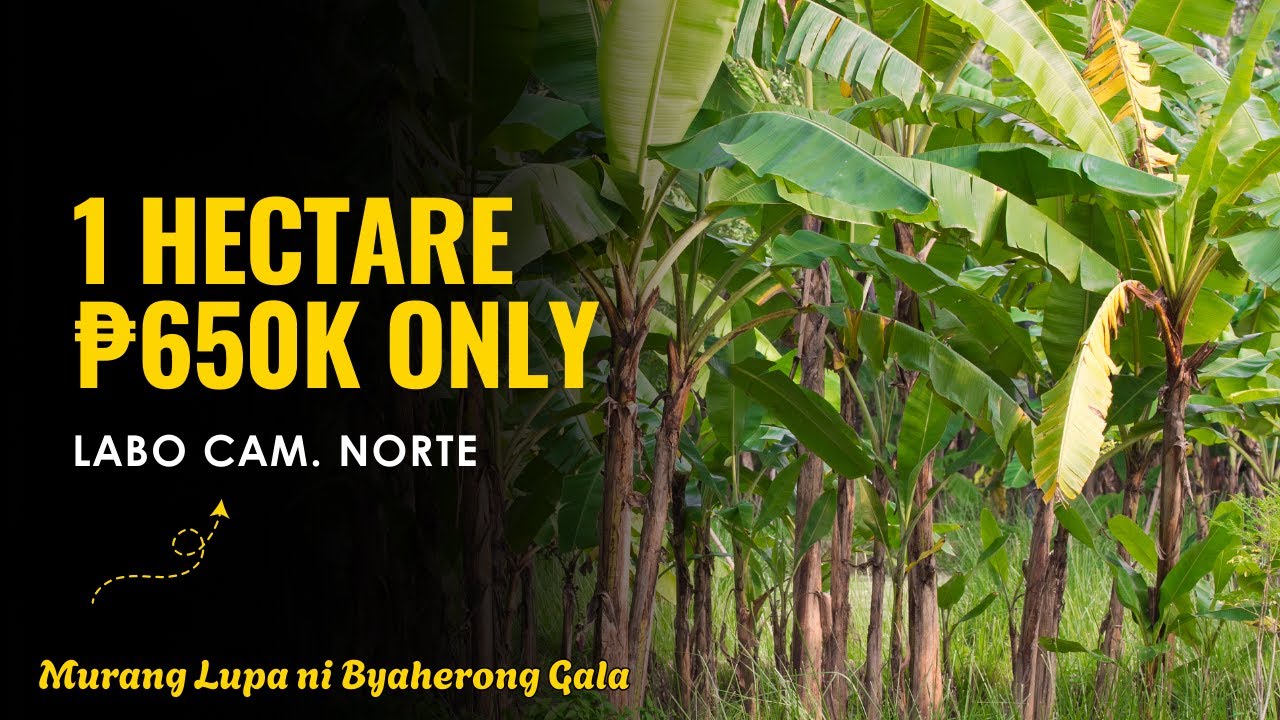 Farmlot for Sale Labo Camarines Norte | 1 Hectare with House ₱650K