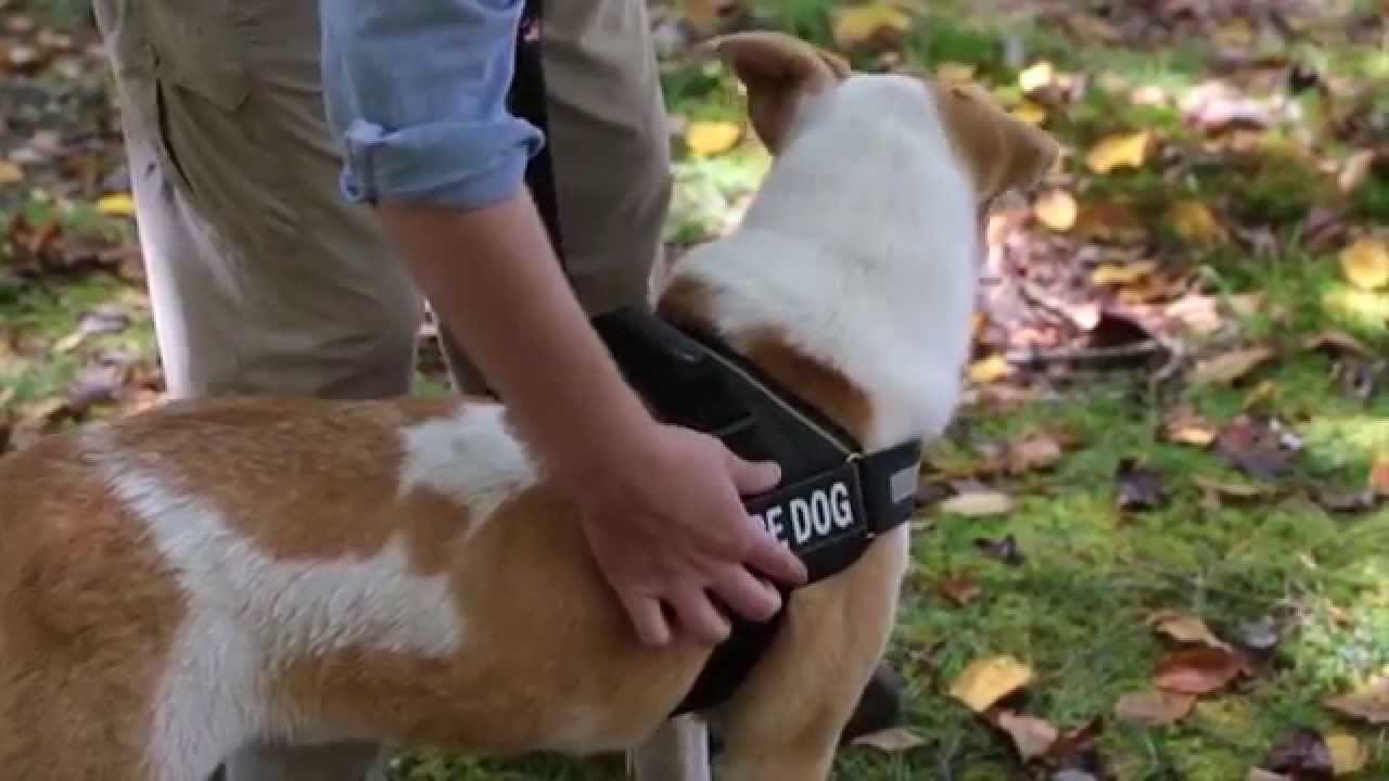The Convert Harness