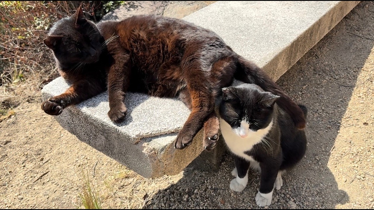 うるさいぐらい喋る猫を尻尾を使ってなだめあやしてるどんちゃん