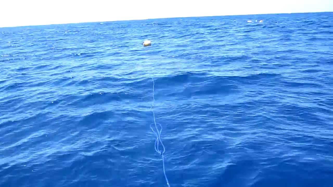 Requin blanc !!!! Fausse passe de Dumbéa (Nouvelle-Calédonie) (white shark)