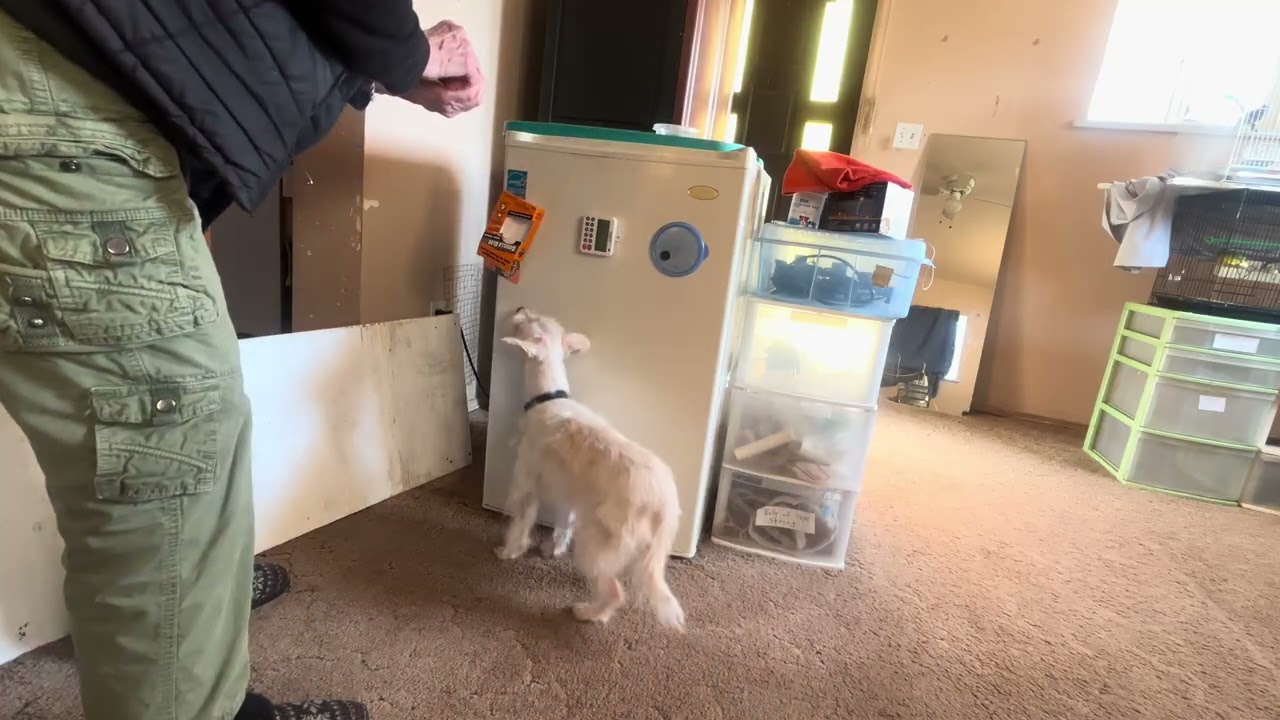Biscuit: 2nd Day on New Behaviours