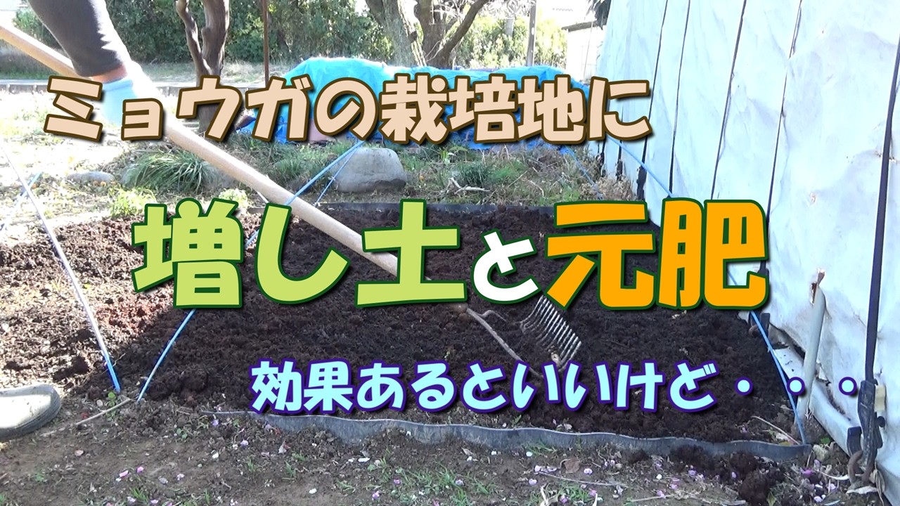 【家庭菜園】ミョウガの栽培地に増し土と元肥を施す