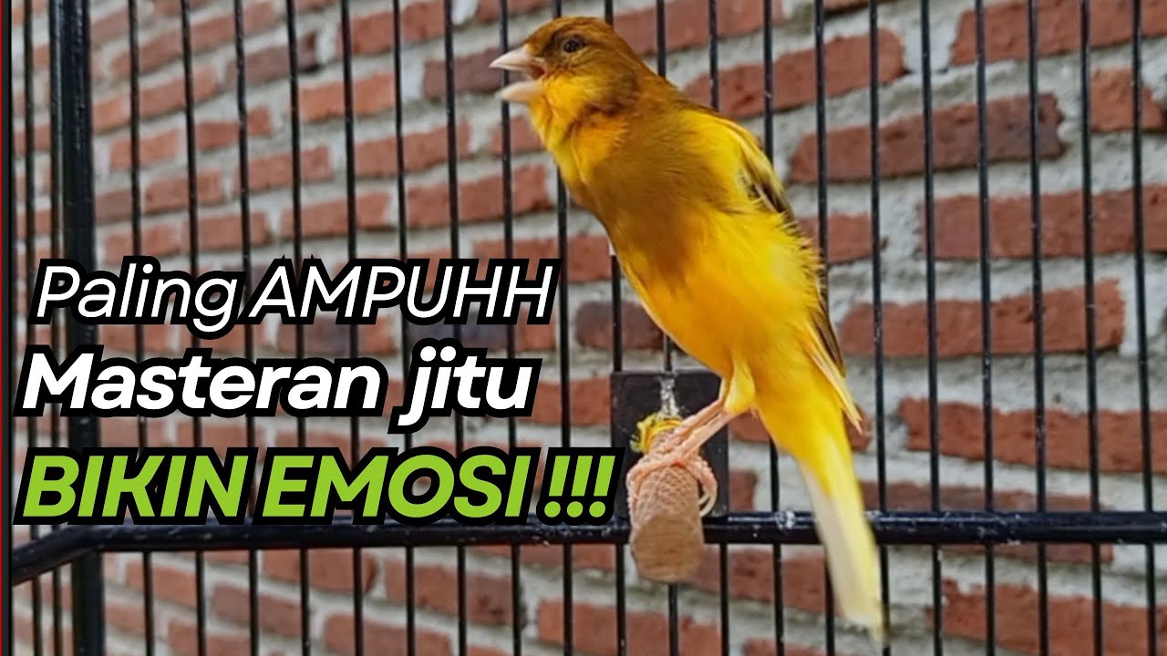 KENARI GACOR Cuit CUIT BIRAHI UNTUK PANCINGAN & MASTERAN Kenari PAUD AGAR BUNYI