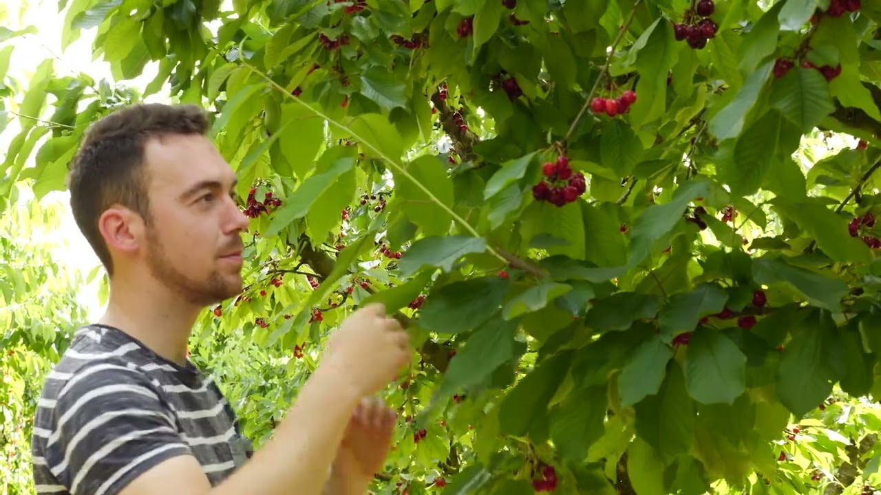 Agrivoltaïsme : Adrien Clair, arboriculteur : « Des arbres qui se plaisent sous les panneaux »
