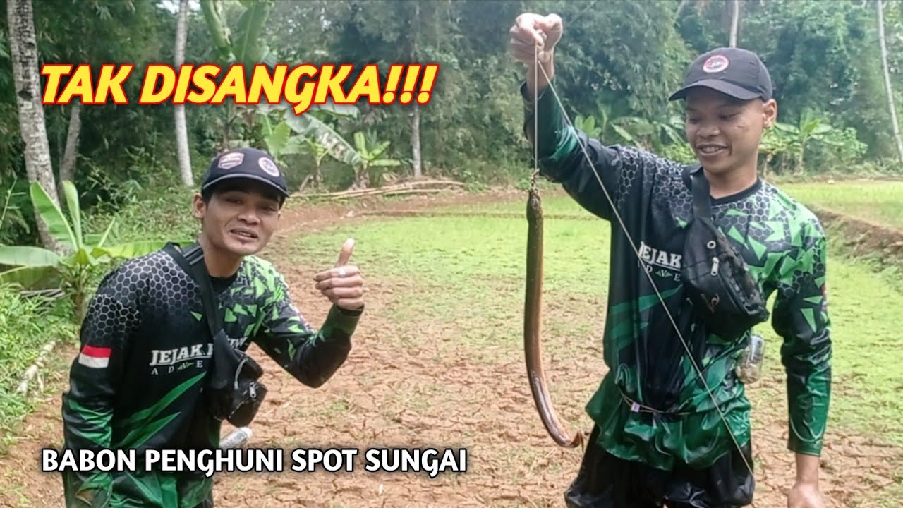 MUNCUL KEMBALI BELUT BABON SPOT SUNGAI