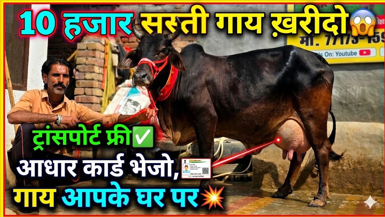 10 हजार सस्ती गाय ख़रीदो😱!! 🔥ट्रांसपोर्ट फ़्री🔥!! आधार कार्ड भेजो गाय आपके घर पर👌!! Cash On delivery 💥
