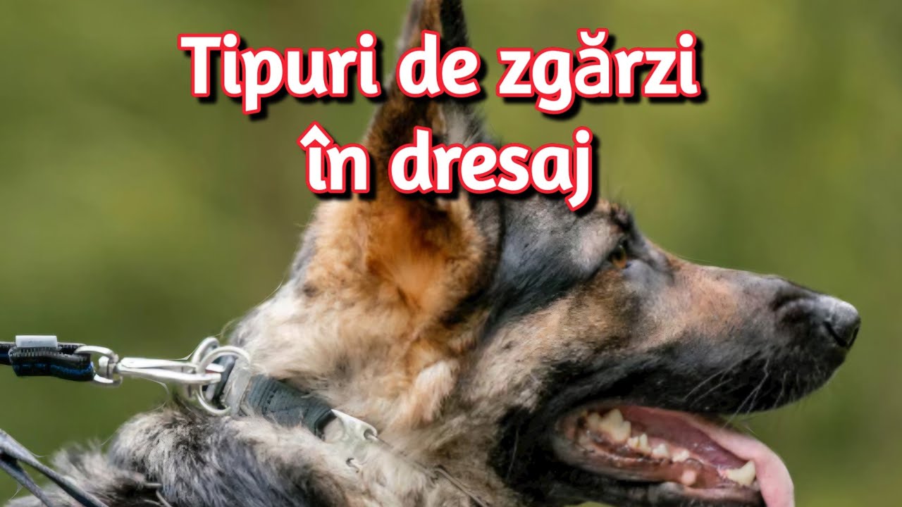 Tipuri de zgărzi în dresaj