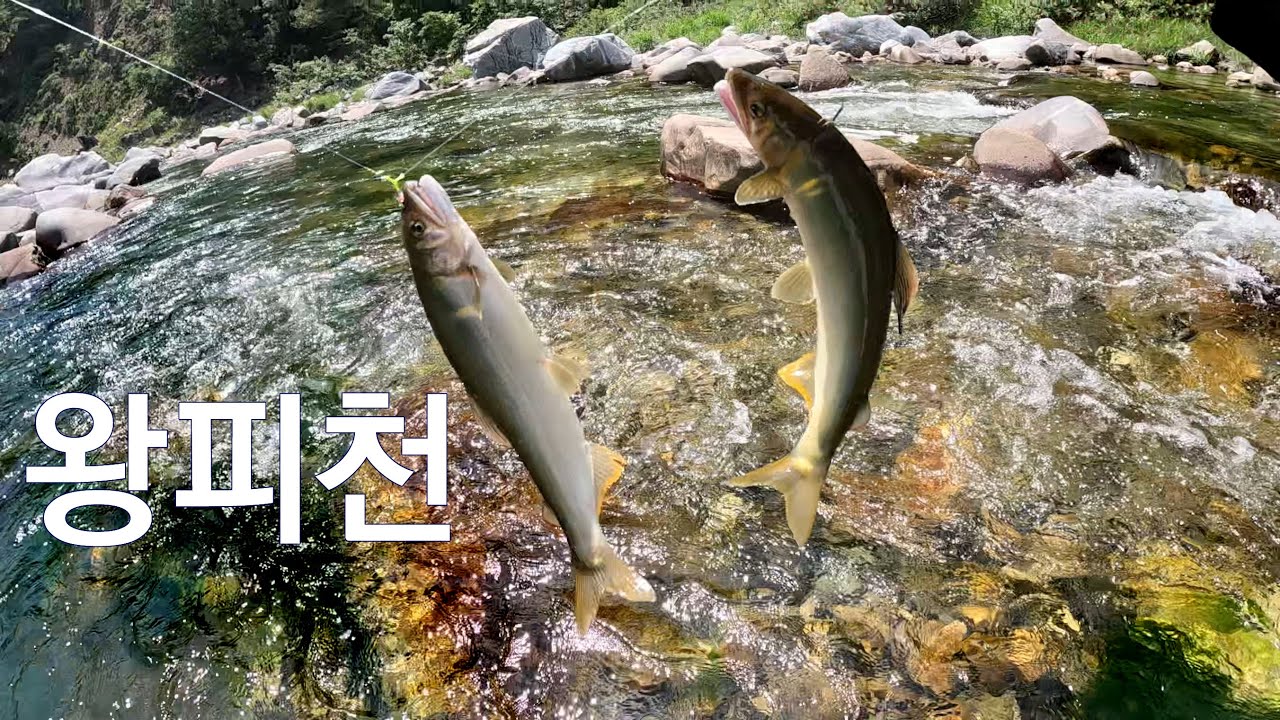 울진 왕피천 황금 은어를 만나봅니다